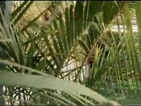 Benjam Vien Wouar Mon Pei de l'album C'est comme ça