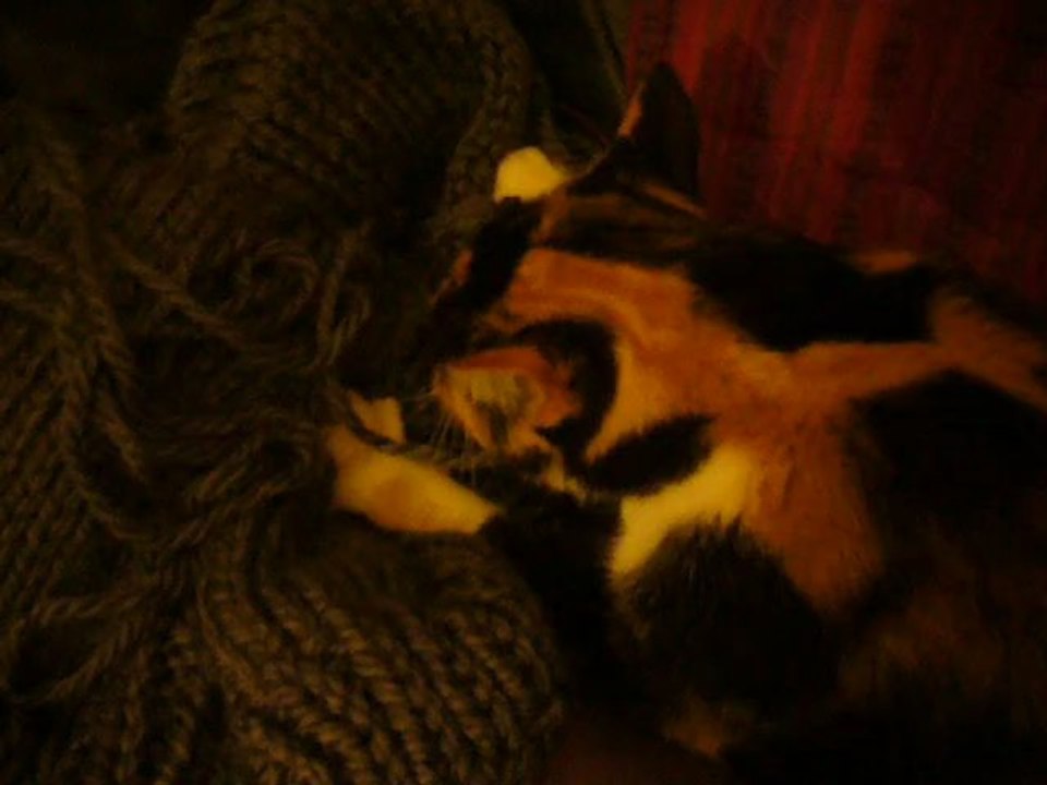mon chat adore mon pull doudou en tricot