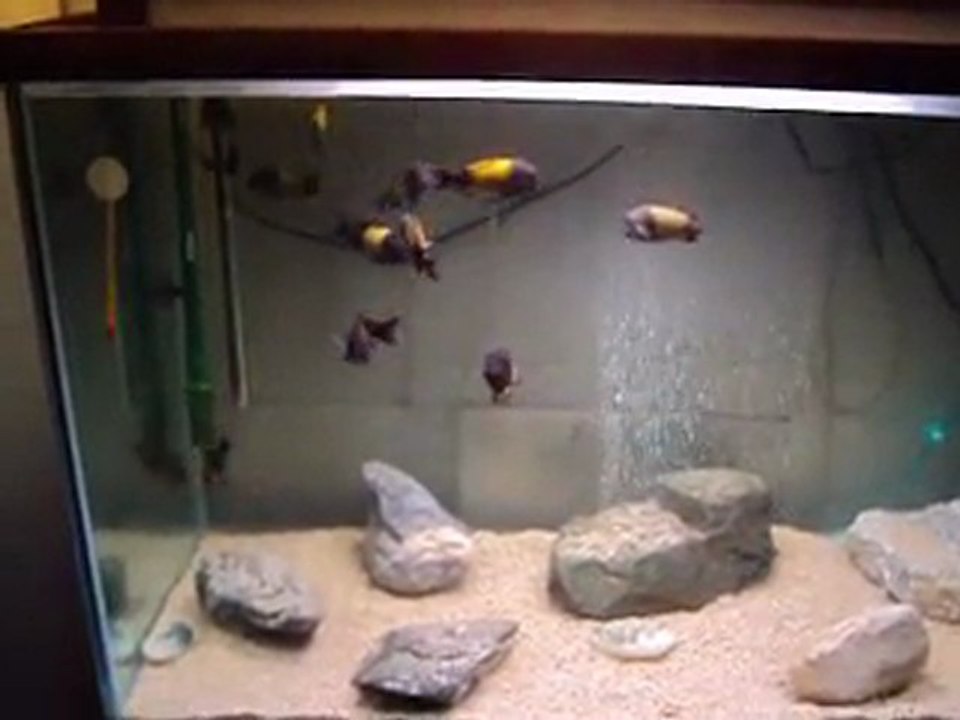 F0 İkola Kolonim...