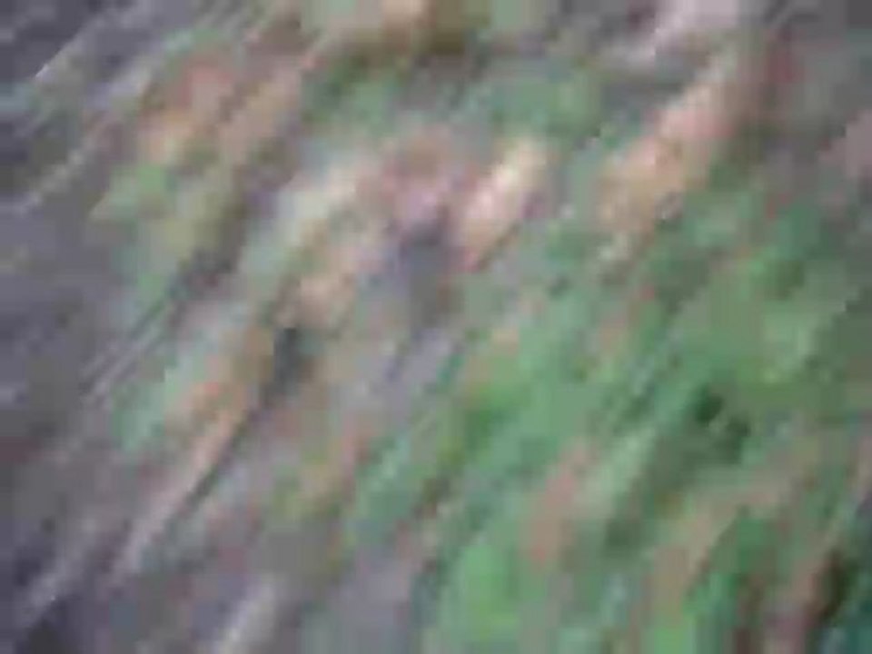 Tigre missile (Fusée)