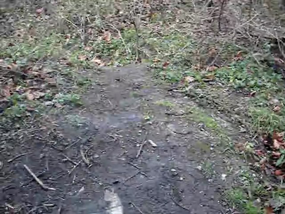 Pyra Cracker (oeuf de Démon)