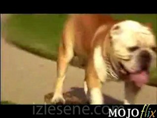 Köpekten Kurye olurmu demeyin