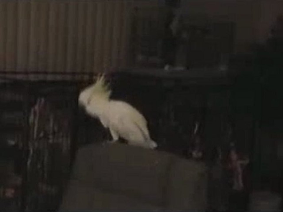Cockatoo