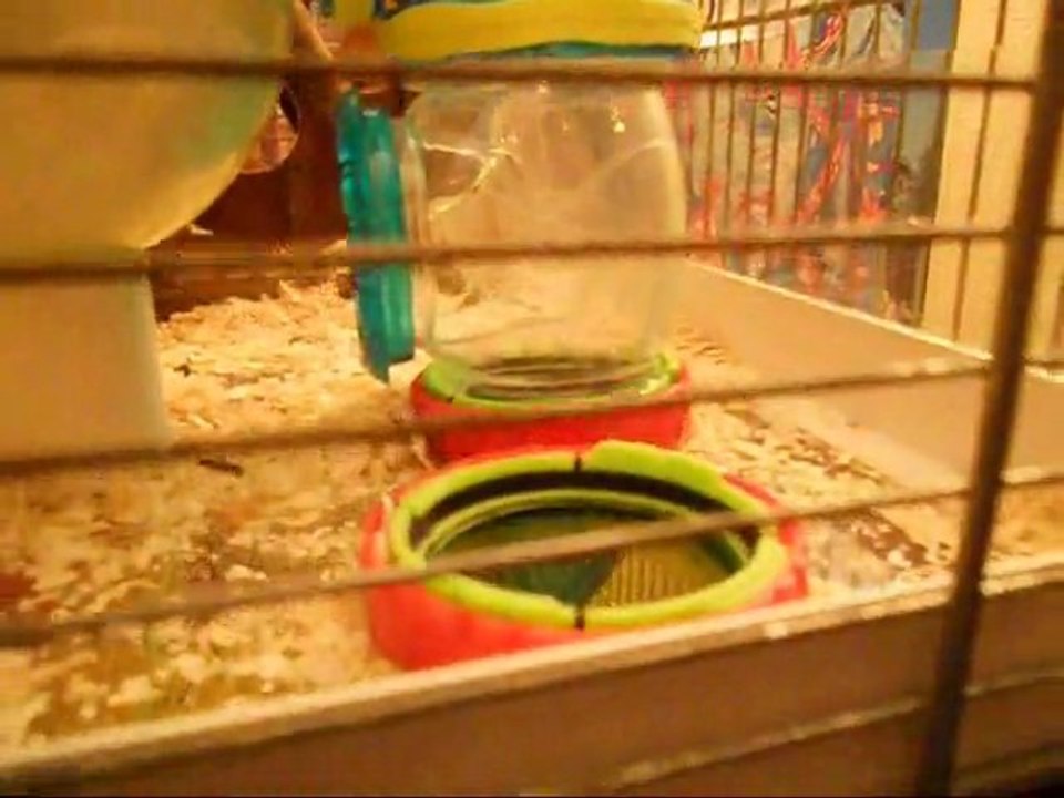 Hamster