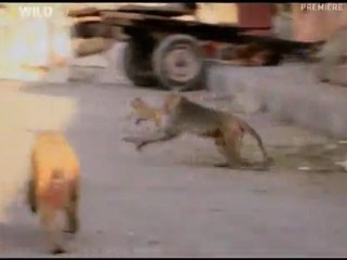 NG | Hırsız Maymunlar:  Zor Zamanlar