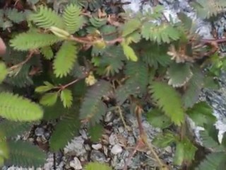 Arrêt sur la tranversale entre Koné et Touho