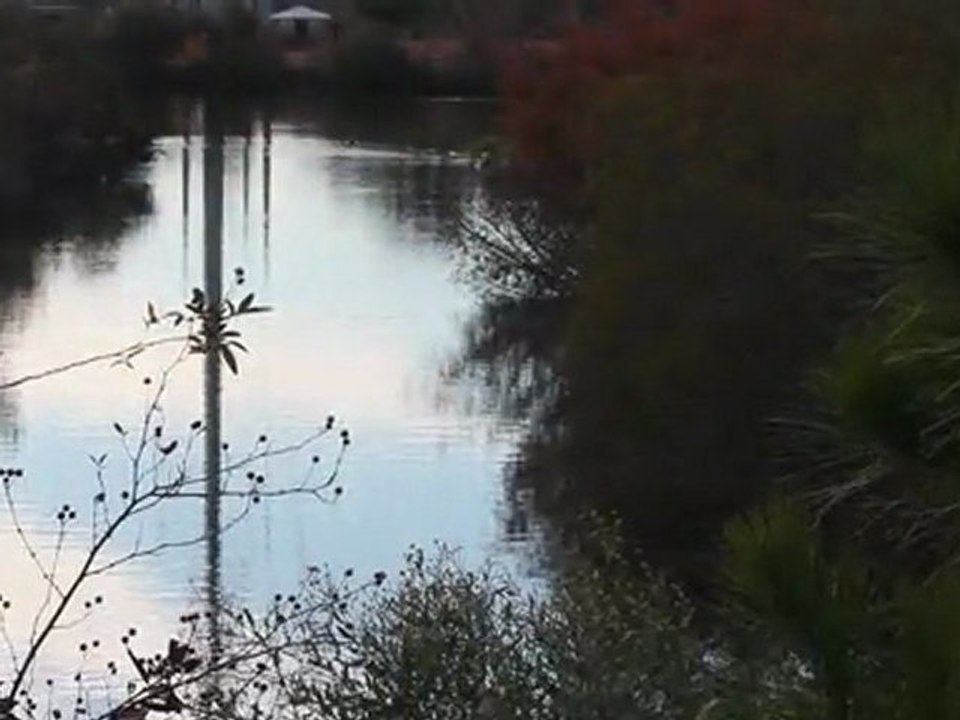 If we build more ponds, the birds will come