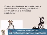 Cursos de Adiestramiento de Perros