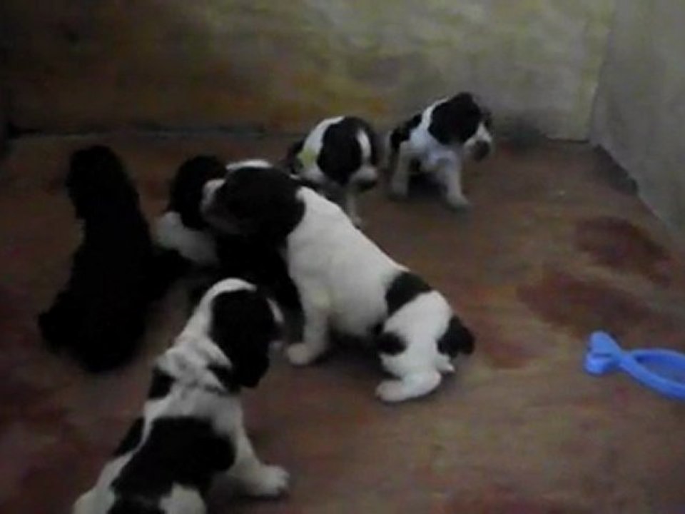 Les Bébés de Emmy et Bounty