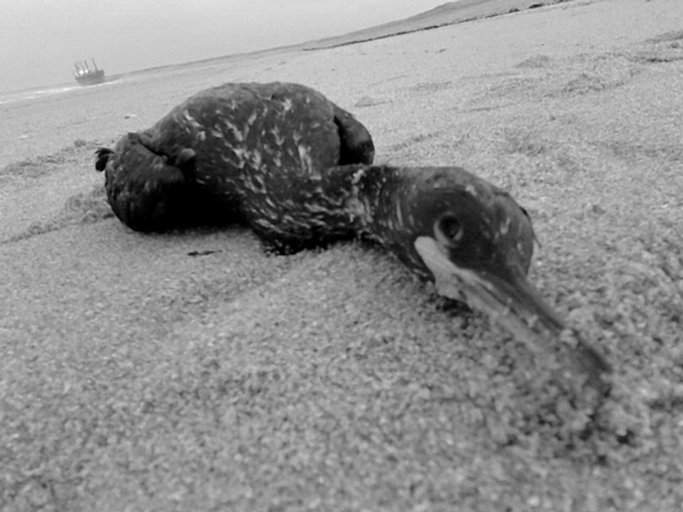 Échouement TK Bremen, une catastrophe - Bretons Superstar