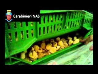 Napoli - Il Nas sequestra pesce avariato