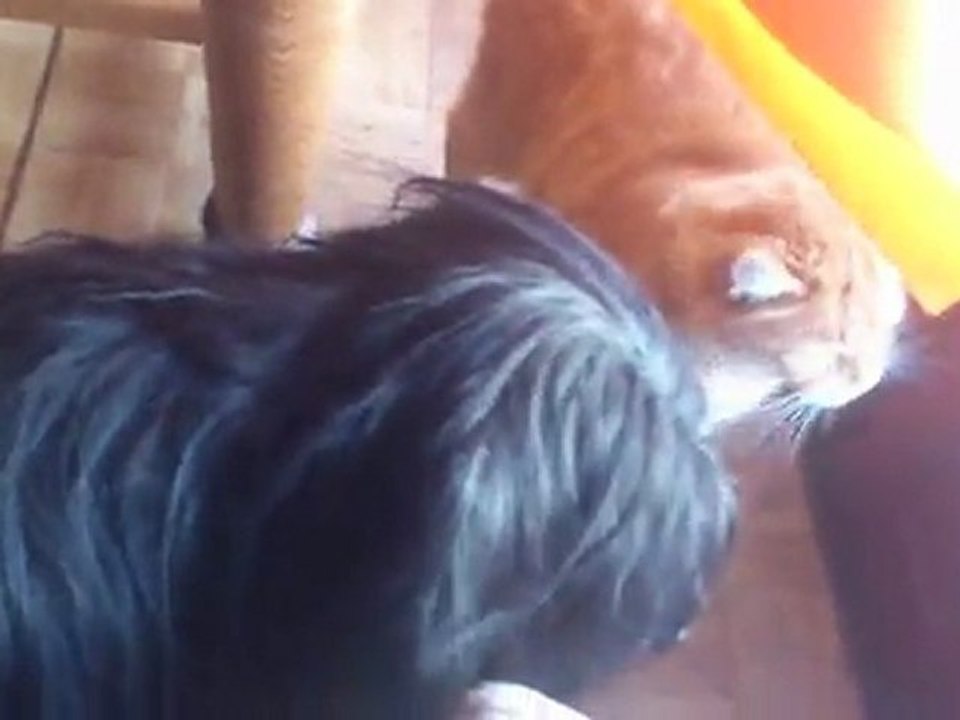 Chippie kiff The Chat