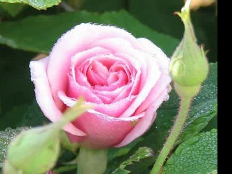 Monitor - 17 Zoll TFT (De)