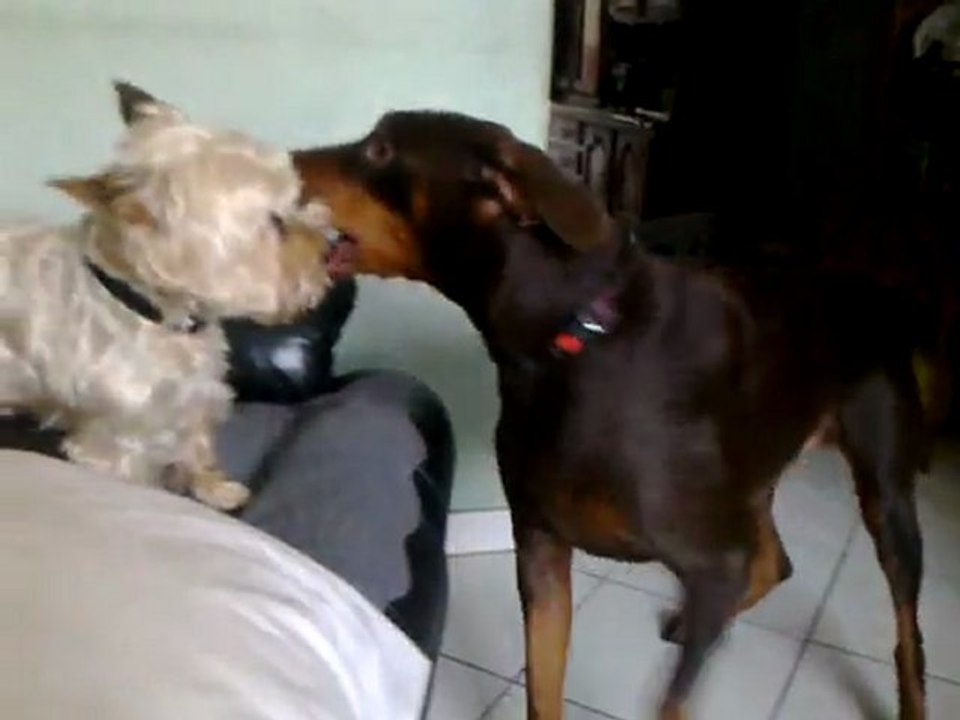 Bibi vs Choupinou...