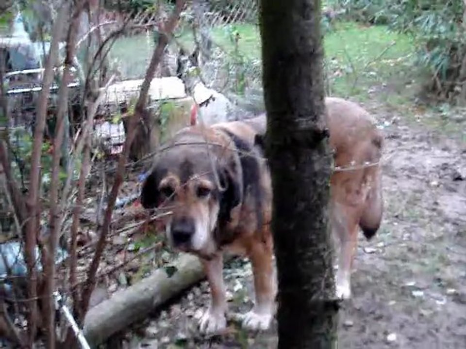 koda mâtine espagnole