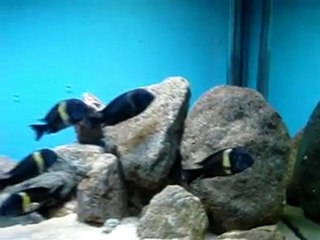 T. Duboisi Ve Yavrular