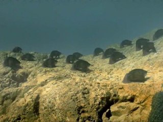 Chroniques De L'Univers-Une Vie Extrasterrestre Ep1TVRIP