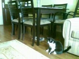 ANKARA RÜZGARI DÖNİS