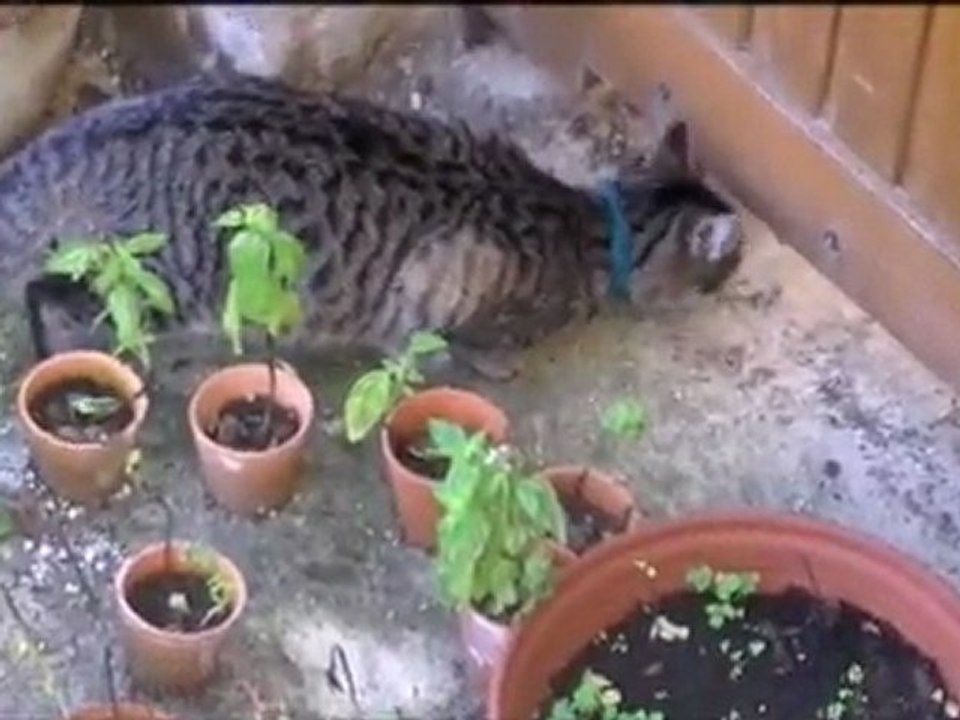 Une vie de chachet , chat-pitre 1