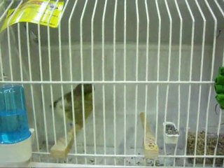 3-MELANIN AHRAC TEPELILER