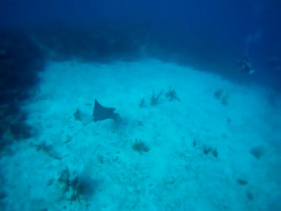 Eagle Ray