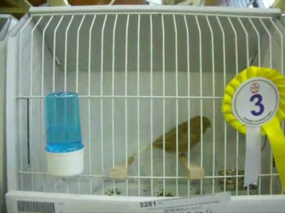 4-MELANIN AHRAC KABAKLAR