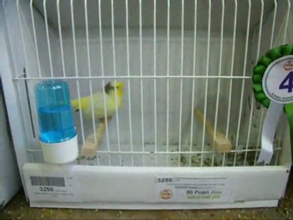 6-LIPOCHROME AHRAC KABAKLAR