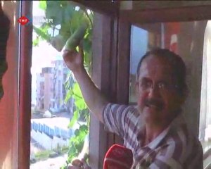 Penceresinden Sebze Topluyor