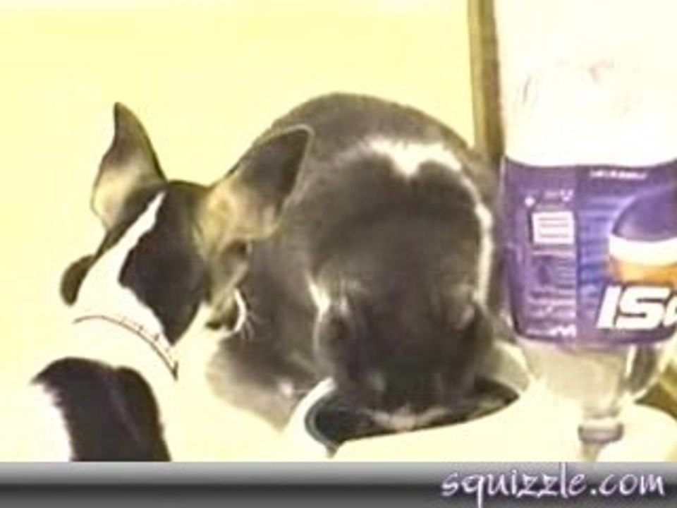 chat vs chien