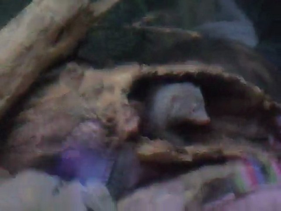 mangoustes zoo central park