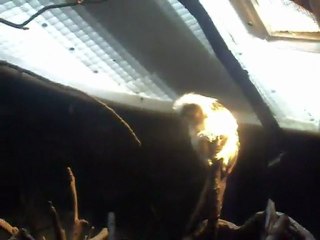 greemlins zoo central park