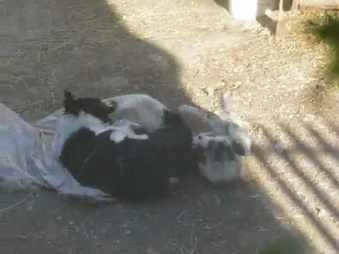 Elevage des Tourelles - Glycine qui s'amuse comme une petite folle avec sa copine Léa !