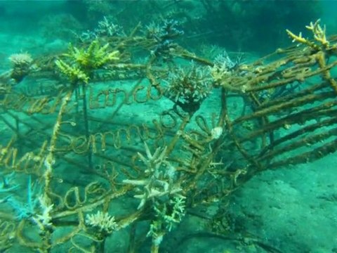 Réchauffement climatique: l'électricité au secours des coraux