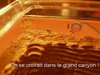 Nos fourmis