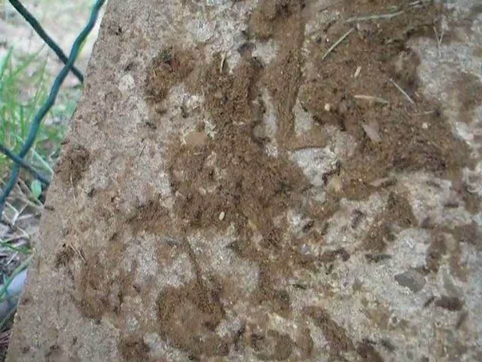 des fourmis au jardin