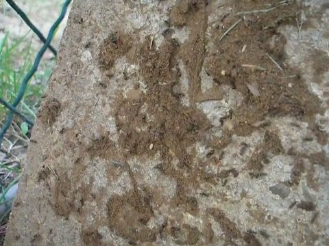 des fourmis au jardin