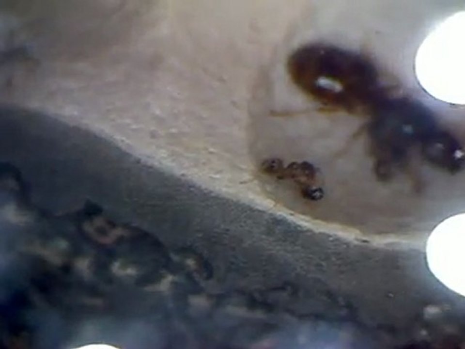 fourmis 4 et nx nés