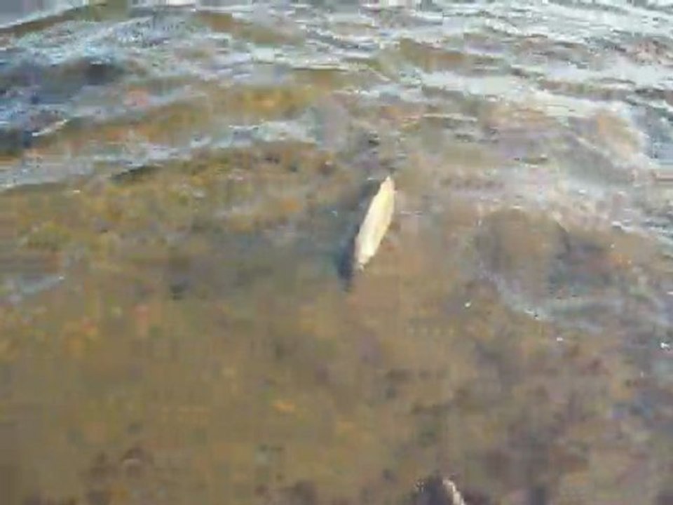 Bilent Yıldırım sazan geri iade,carp catch&release