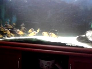 video-2011-12-20-23-12-50