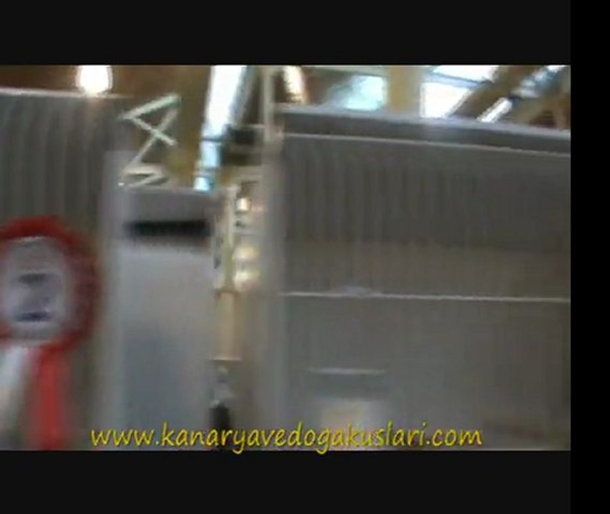 2011 Feshane 16.Türkiye Finali - Gloster III