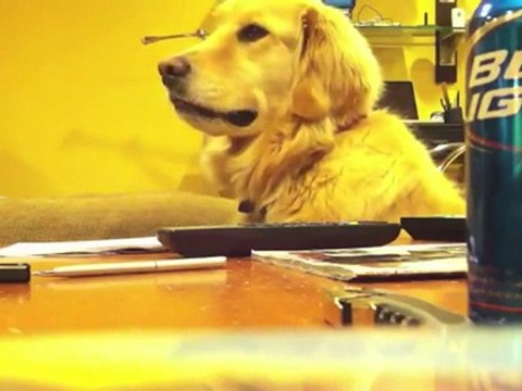 Golden retriever se mueve al compás de una guitarra