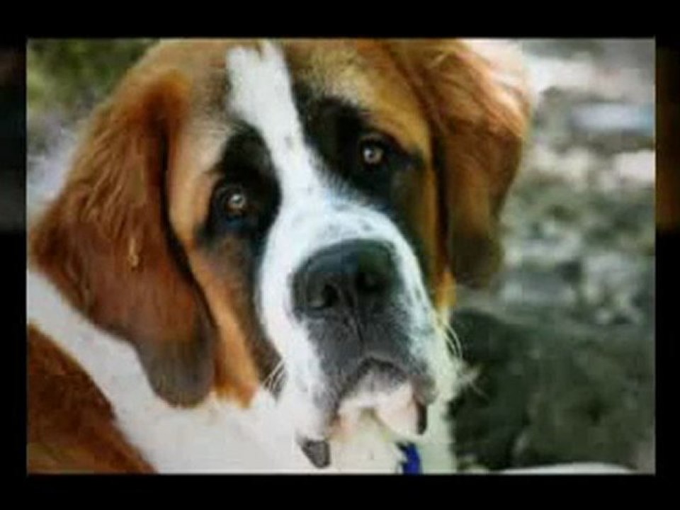 Simple Dog Training Methods To Use For Your Dog