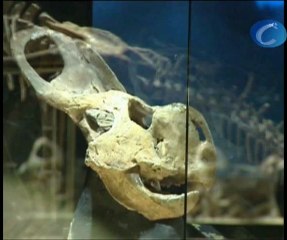 'Cosmocaixa' exhibe en Alcobendas una colección de dinosaurios del desierto de Gobi