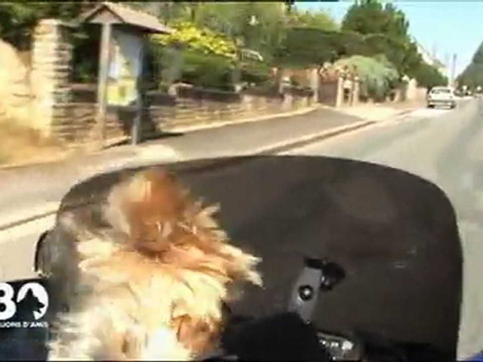 gracay 2011 les chiens motards