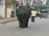 Dos elefantes desatan el pánico en India