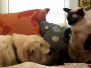 Combate de boxeo entre un gato y un perro