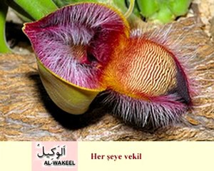Allah'ın Güzel isimleri Esma ül Hüsna Çiçekler.