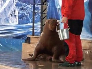 Шоу моржихи Любаши