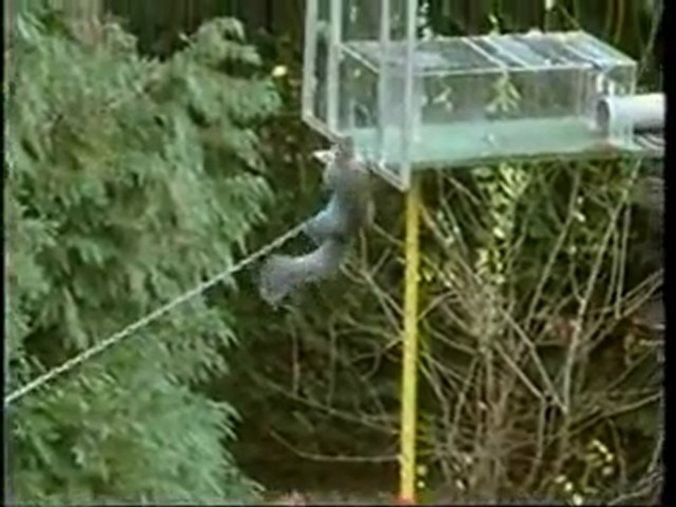 Action Squirrel!!!