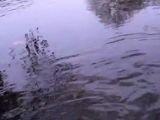 rockvib shad 2 pouces,